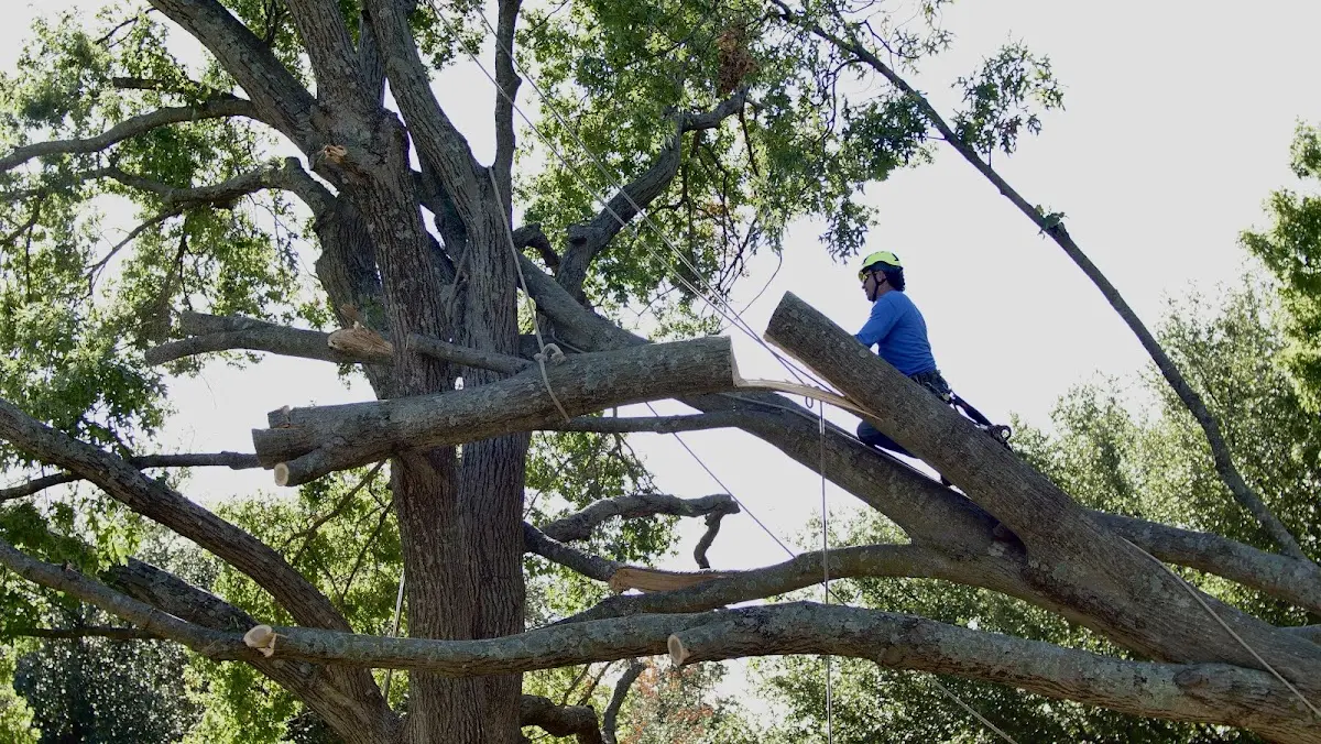 Professional Hazardous Tree Removal performed by certified arborists in New Salem