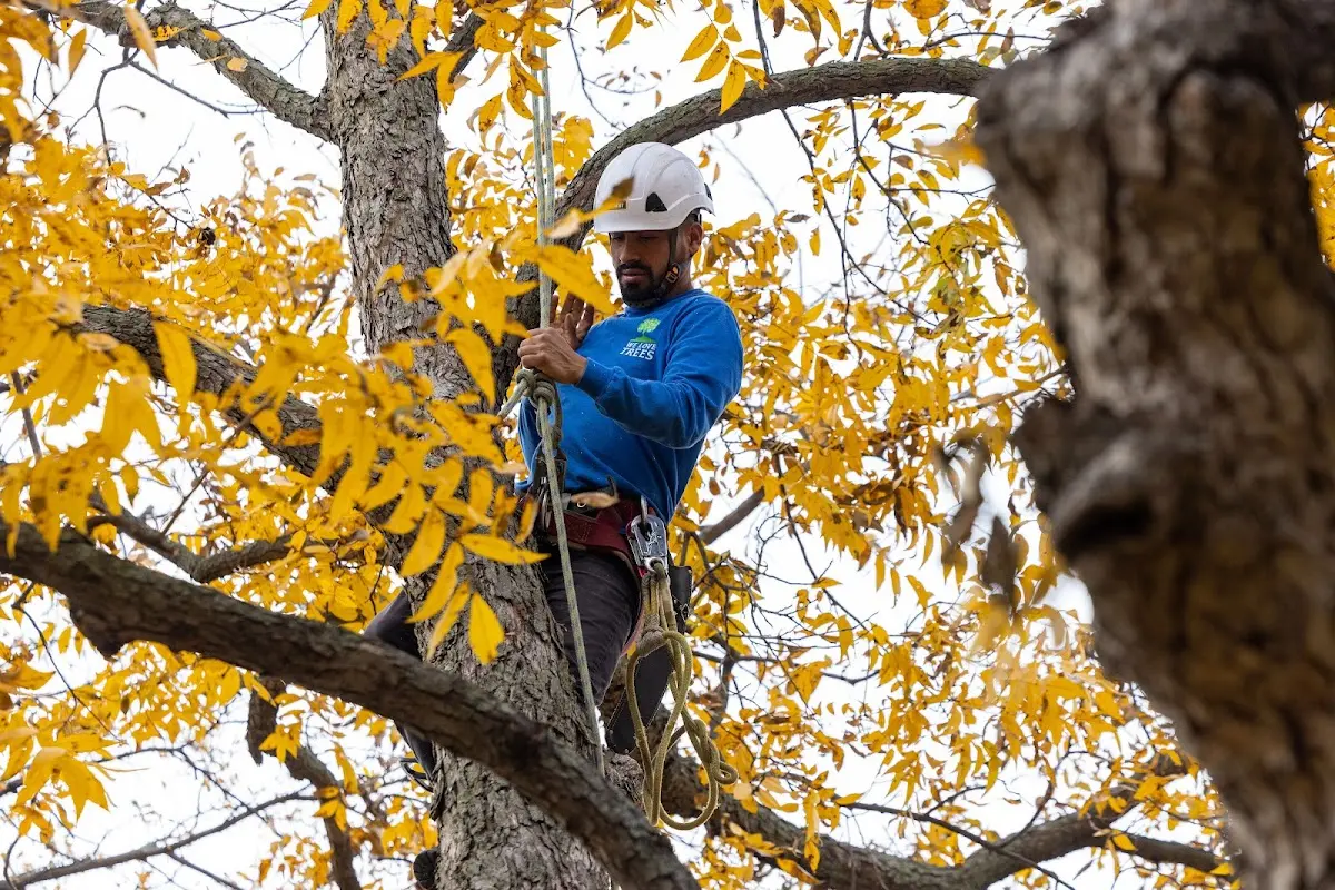 Skilled Tree Trimming crew working in New Salem